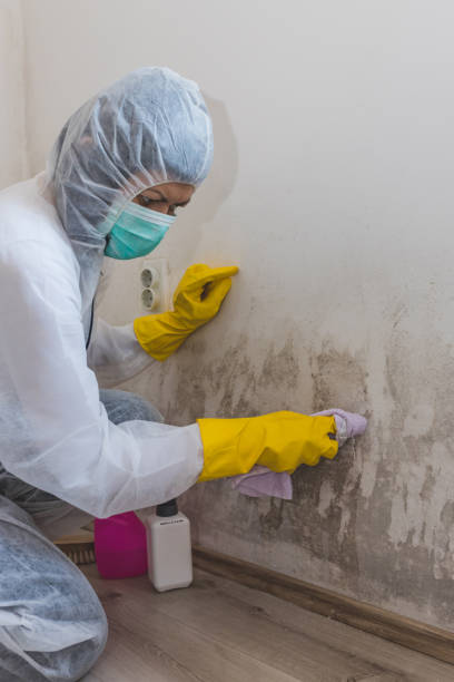 Trusted Franklin Center, NJ Mold Removal Experts